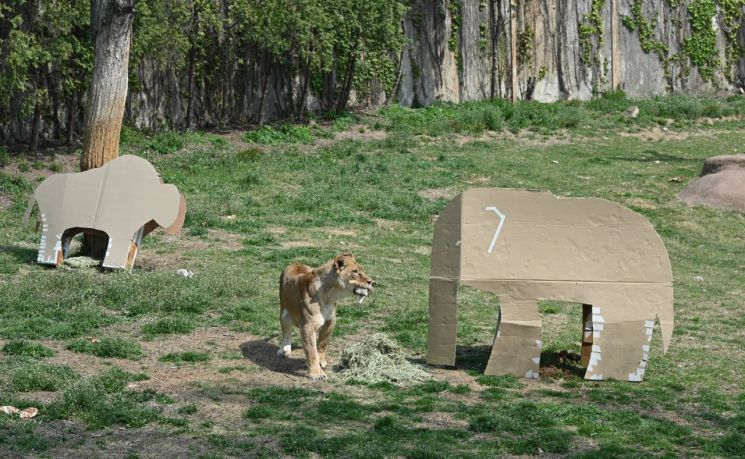 서울대공원에 있는 동물들이 LG전자 가전제품의 포장 박스로 만든 놀이도구를 가지고 놀고 있는 모습.(사진제공=LG전자)