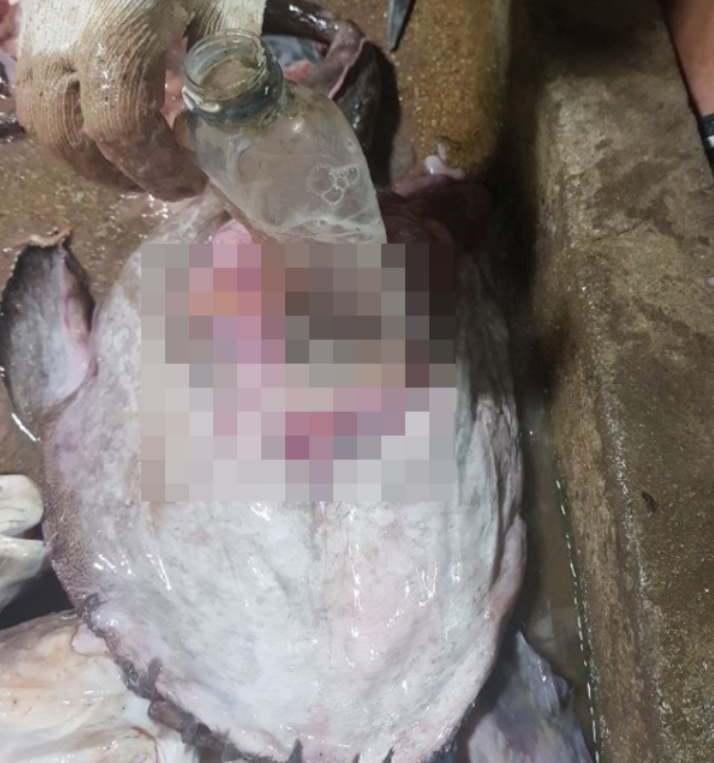 2018년11월 전북 부안 앞바다에서 잡힌 아귀 뱃속에서 500㎖ 크기의 페트병이 발견됐다. 사진=어민 제공.