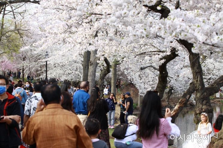 Spring visitors are enjoying the fully bloomed cherry blossoms at Brook Branch Park in New Jersey, USA.