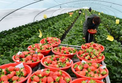 작년 딸기·포도 역대 최대 수출…도합 1억弗 돌파