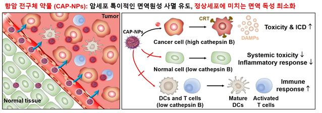 항암 전구체 약물은 EPR(Enhanced Permeability and Retention) 효과에 의해 종양 조직에 축적되며 암세포에서 과발현되는 카텝신B 효소에 의해 특이적으로 활성화되어 독소루비신을 방출한다. 종양 조직 내에서 종양 특이적으로 면역원성 세포사멸을 일으키며 면역세포에 대한 독성을 최소화하여 종양 조직 내 T 세포 등의 효과적인 성숙 및 활성화를 이룬다. 이와 동시에 정상 기관의 전신 독성 및 염증 반응을 현저히 감소시킨다. 그림제공=KIST