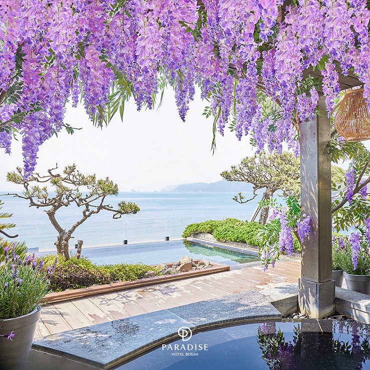 파라다이스호텔 부산, '라벤더 힐링 봄꽃 스파' 오픈