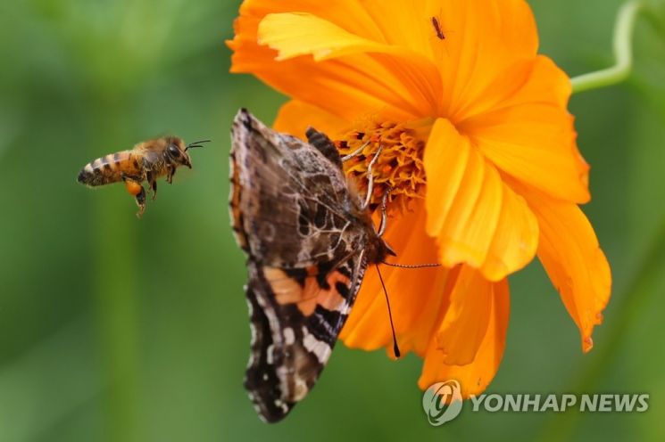 살충제는 모기뿐 아니라 벌, 나비 등 익충도 함께 죽이는 것으로 나타났다. / 사진=연합뉴스