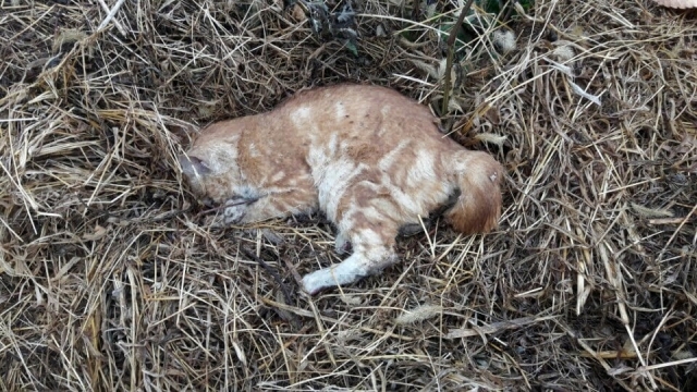 쥐약이 묻은 닭고기 인근에서 발견된 고양이 사체. 사진=동물구조119 페이스북 캡처