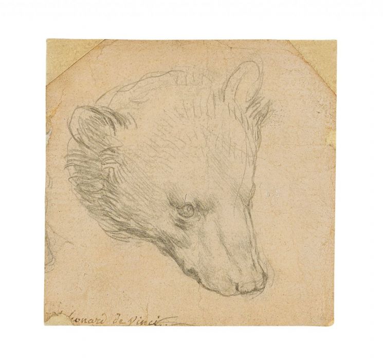 레오나르도 다빈치 작품 '곰의 머리' 경매