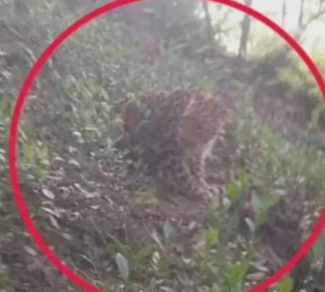 항저우 야생동물원을 탈출했던 표범의 모습. 사진=관찰자망 캡처