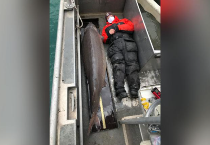 디트로이트강에서 철갑상어를 잡은 남성이 철갑상어 옆에 누워있다. 사진=CNN 뉴스 캡처