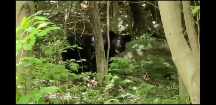 광양 백운산 일대, 반달가슴곰 출현