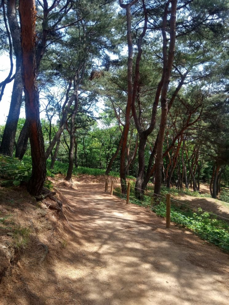 봄바람에 실려 오는 꽃향기…조선왕릉 숲길 개방