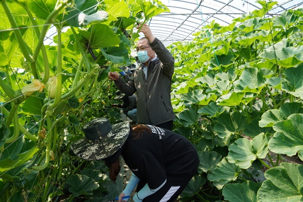 농업기술센터 직원들이 밤호박 재배 농가를 찾아 순치기 등 일손을 도우고 있다. (사진=해남군 제공)