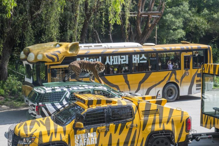 마지막 운행 중인 에버랜드 사파리 버스와 새롭게 도입된 사파리월드 와일드 트램이 함께 사파리를 운행하는 모습.(사진제공=삼성물산)