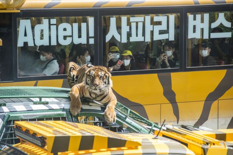 마지막 운행 중인 에버랜드 사파리 버스와 새롭게 도입된 사파리월드 와일드 트램이 함께 사파리를 운행하는 모습.(사진제공=삼성물산)