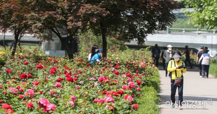 14일 서울 중랑구 중랑천 일대에서 열린 '서울장미축제'에서 코로나19 확산을 방지하기 위해 시민들이 마스크를 쓰고 장미를 구경하고 있다./강진형 기자aymsdream@