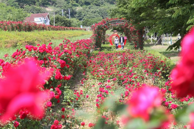 장미의 계절 5월, 꽃 구경은 밀양에서!