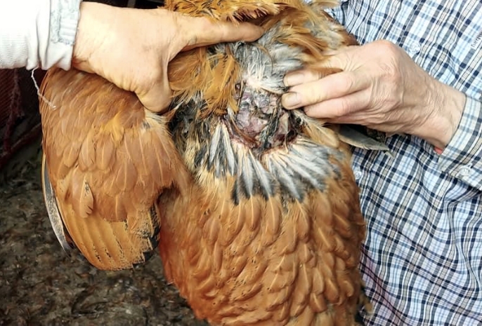 양계장 관계자가 상처를 입은 닭을 들어 보이고 있다. 사진=김호대 경남도의원 페이스북 캡처