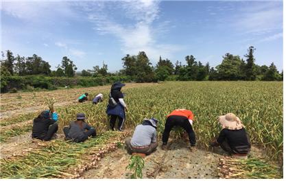 국립농산물품질관리원 직원들이 전라남도 함평에서 양파 수확을 돕는 모습.(사진제공=농관원)