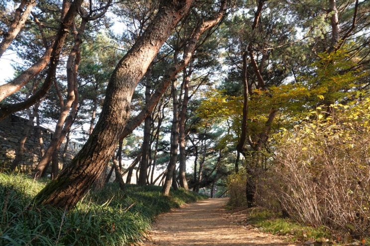 '남산 소나무' 명품으로 보전·관리 한다…후계목 양성