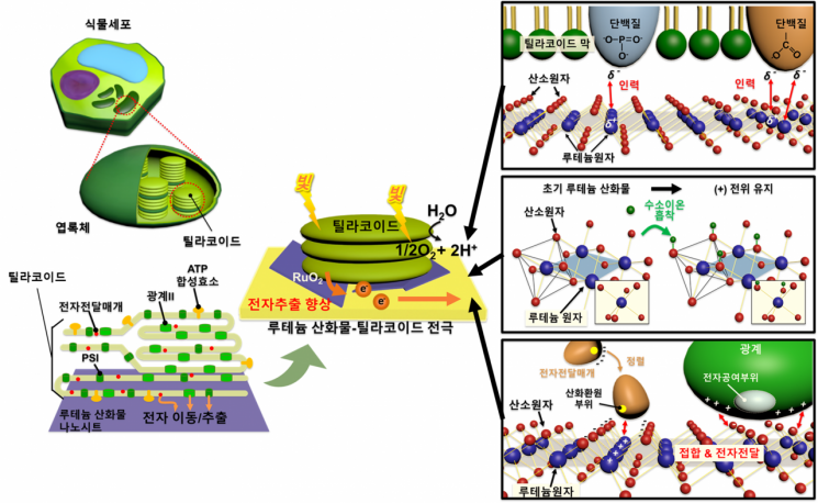 "식물을 발전기로 쓴다"…광합성 에너지 저장 전지 개발