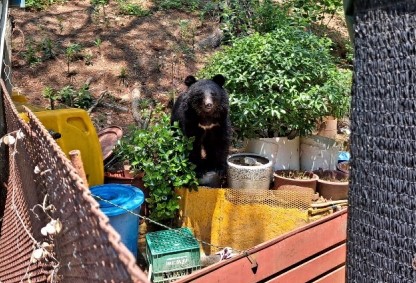 19일 오전 10시 54분께 울산 울주군 범서읍 서사리 한 농장에서 목격된 반달가슴곰. [이미지출처=울산소방본부]