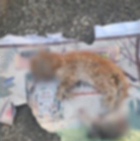 이웃집 노인이 던진 고양이 사체.사진=동물보호단체 '케어' 공식 블로그
