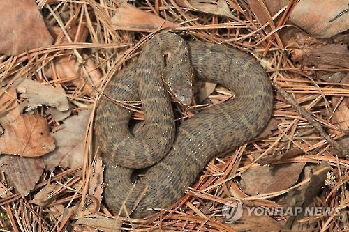 가을철은 겨울잠에 대비한 뱀의 먹이활동이 늘어 공격성이 높아지는 시기로 주의가 요구된다. 사진은 자료사진으로 기사의 특정내용과 관련 없음. 사진=연합뉴스