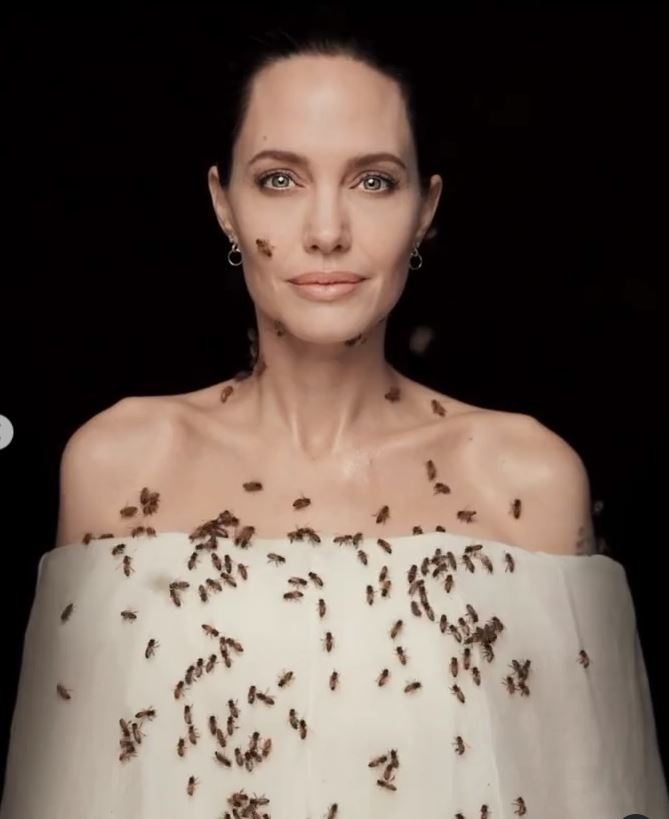 온 몸에 페르몬 바르고…벌 떼에 뒤덮인 안젤리나 졸리, 무슨 일