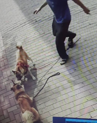 사건 당일 고양이를 물어 죽인 개 2마리 모습. 목줄이 바닥에 떨어져 있다. 사진=페이스북 페이지 '실시간 대구' 캡처