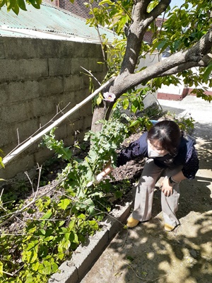 진도군이 양귀비와 대마 등 마약류 공급원을 원천 봉쇄하기 밀경작과 밀매매 등에 대한 중점 단속을 한다. (사진=진도군 제공)