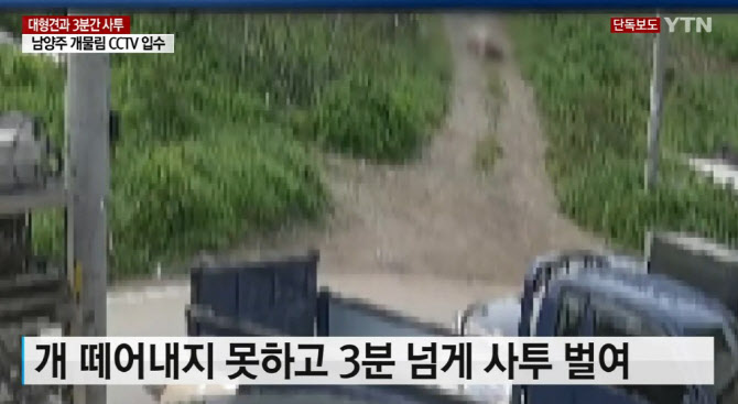 50대 여성이 대형견에 물려 사망한 사고 관련 폐쇄회로(CC)TV 영상. / 사진=YTN 방송 화면 캡처