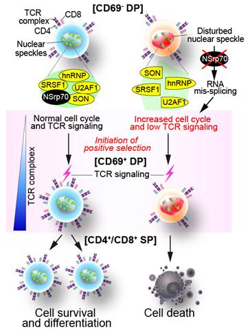 NSrp70 단백질이 결핍된 T 임파구의 비정상적 발달 기작 모식도. 그림 제공=GIST. 
NSrp70가 결핍된 T 임파구에서는 NSrp70의 선택적 스플라이싱에 영향을 받던 다수의 유전자 조절 인자들이 본래 기능을 수행하지 못하게 된다. 이로 인해 T 임파구의 세포 증식 증가와 T 세포 수용체의 신호 전달 능력이 감소하여 비정상적인 발달 과정이 일어나게 되고 NSrp70 단백질이 결핍된 실험쥐의 T 임파구는 세포 사멸이 유도되어 사라지게 된다.