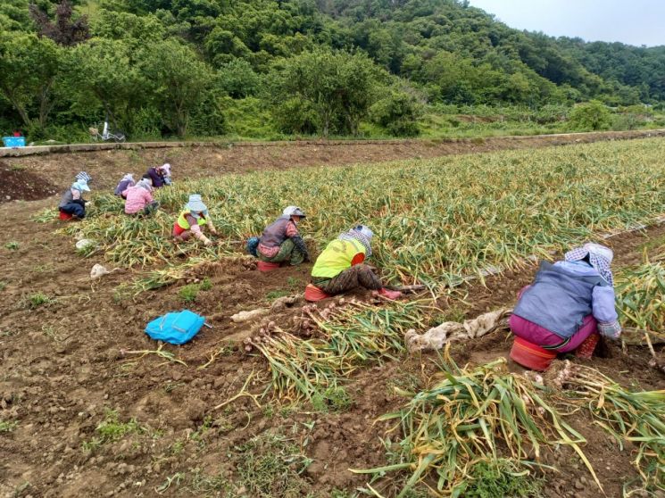 경남도·농업기관, 인력 구하기 힘든 농촌 마을 일손 돕기 나서