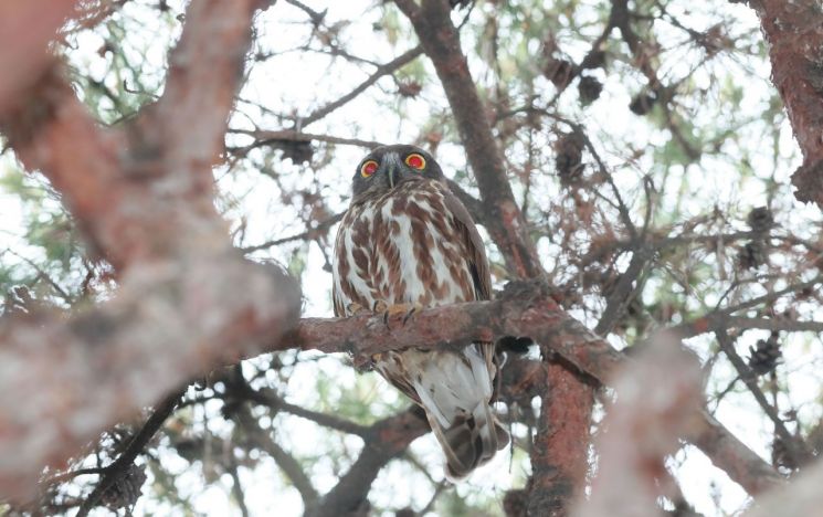 [포토]함양 노란 왕눈이 솔부엉이 포착