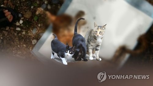 고양이 학대./사진=연합뉴스