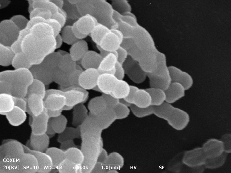] 현미경으로 관찰한 녹차유산균 이미지