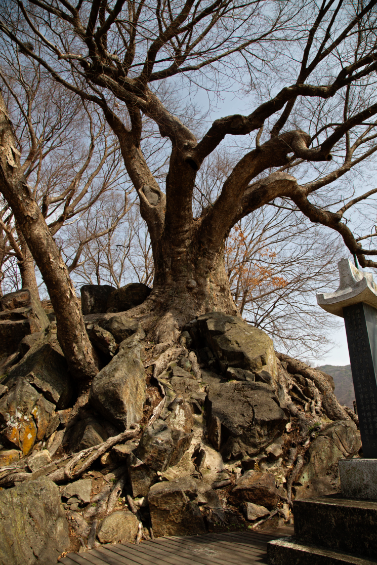 큰 바위 위에 뿌리 내린 '진천 석현리 느티나무'가 바위를 쪼개며 살아온 흔적은 볼수록 신비롭다.