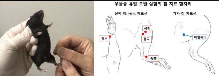 "간 건강=정서 안정" 한의학 이론, 동물실험으로 입증