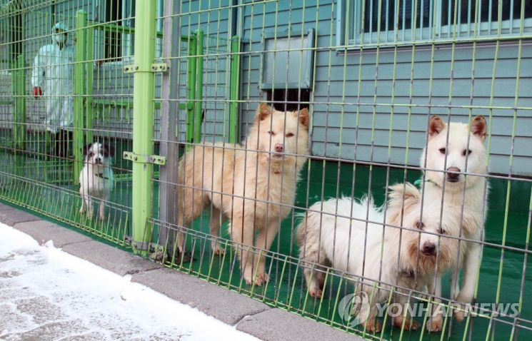 제주동물보호소에 있는 유기동물들. / 사진=연합뉴스