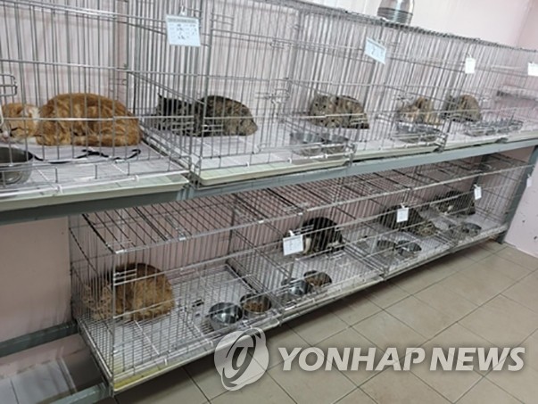 유기동물로 신고돼 동물보호소에 있는 14마리 고양이. [이미지출처=연합뉴스]