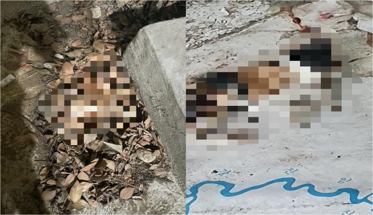 올림픽공원 공터에서 잔혹하게 살해된 새끼고양이 6마리의 사체가 발견됐다. 사진=동물권 단체 케어 페이스북 캡처.