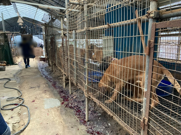 围绕食用狗肉的赞成与反对争论再次升温。照片为过去国内某屠宰场铁笼中被关押的狗。亚洲经济资料库供图