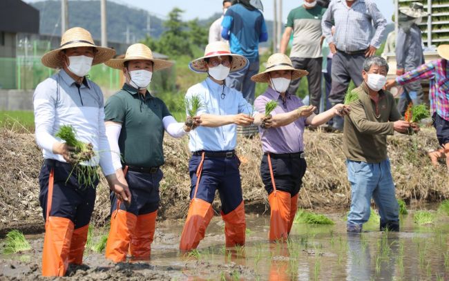 유기상 고창군수, 통일쌀 모내기 행사 참여