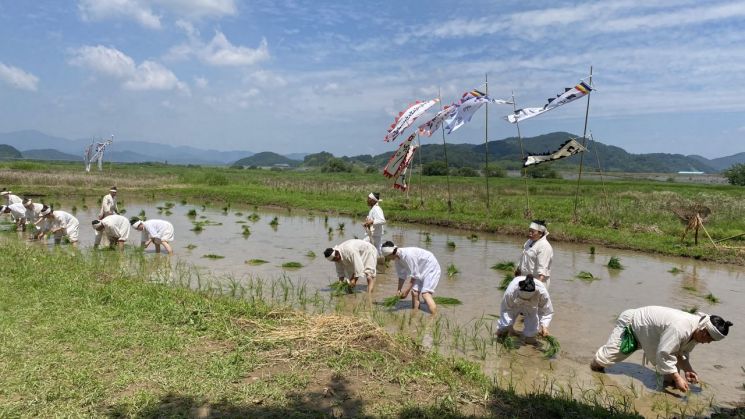 함안농요보존회, 무형 문화유산 농요를 바탕으로 한 실제 농사재현 공연 열어