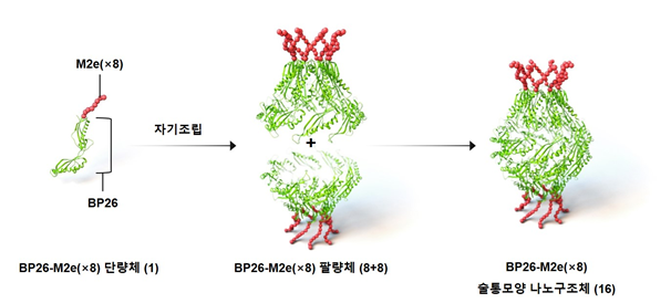 범용 인플루엔자 예방 나노구조체 백신 개발