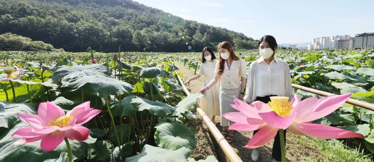관광객들이 강진읍 보은산 연꽃단지를 걷고 있다. (사진=강진군 제공)