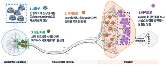 ＜뇌신경망 재건 과정＞