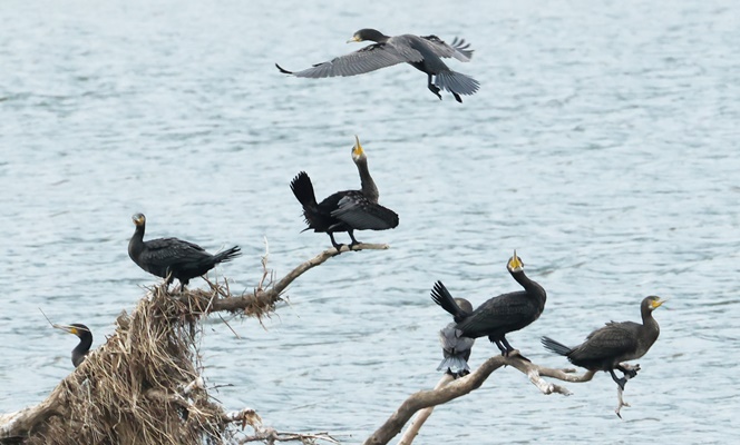 [포토] 나그네 새 ‘바다 가마우지’ 여유로운 휴식