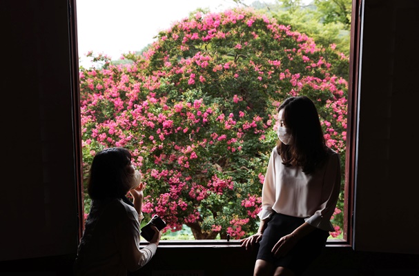 백련사 만경루에서 관광객들이 만개한 백일홍을 바라보고 있다. / ⓒ 아시아경제