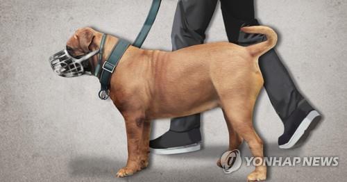목줄, 입마개 없이 돌아다니다 한 모녀를 습격한 대형견 6마리의 견주 A 씨에 대해 경찰이 구속영장을 신청했다. / 사진=연합뉴스