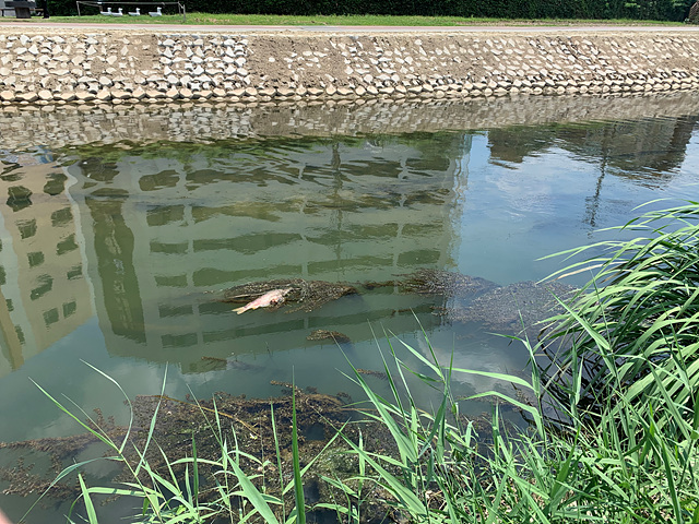 폭염으로 서울시 하천 수온 최고 3.1도 상승…물고기 안전 적신호