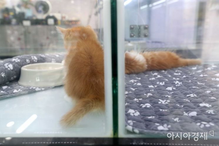 고양이들이 볕이 들지 않는 쪽으로 몸을 돌렸다. /문호남 기자 munonam@